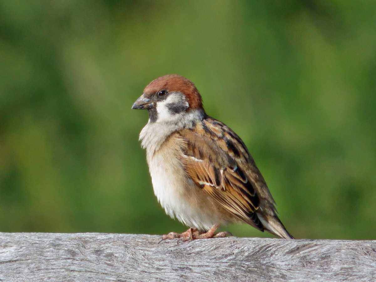 Eurasian Tree Sparrow - Thomas Nataprawira
