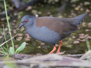  - Spotless Crake