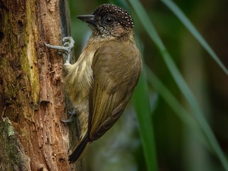  - Olivaceous Piculet