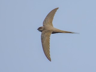  - African Palm Swift