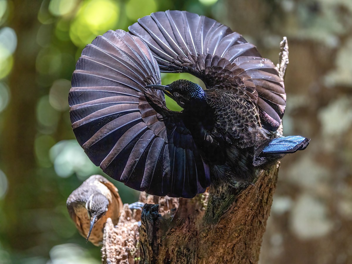 Victoria's Riflebird - Ptiloris victoriae - Birds of the World