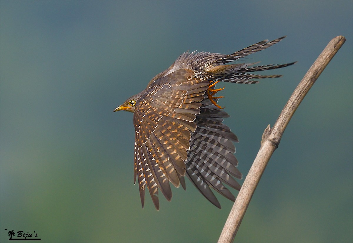 Common Cuckoo - Biju PB