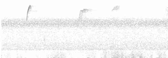 White-throated Thrush (White-throated) - ML384894911