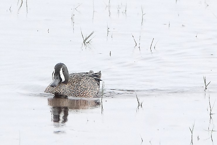 Blue-winged Teal - ML384897011