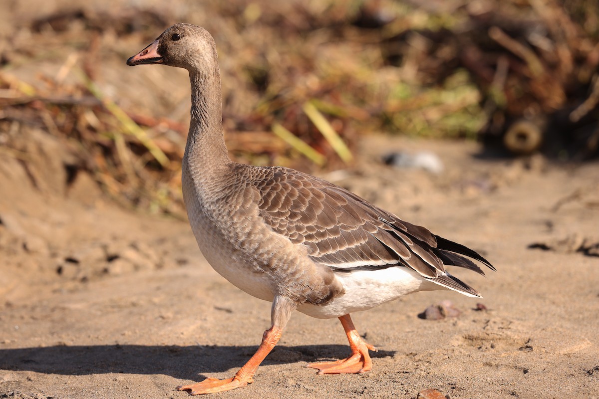 Greater White-fronted Goose - ML384897211