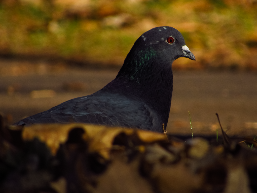 Rock Pigeon (Feral Pigeon) - ML384897441