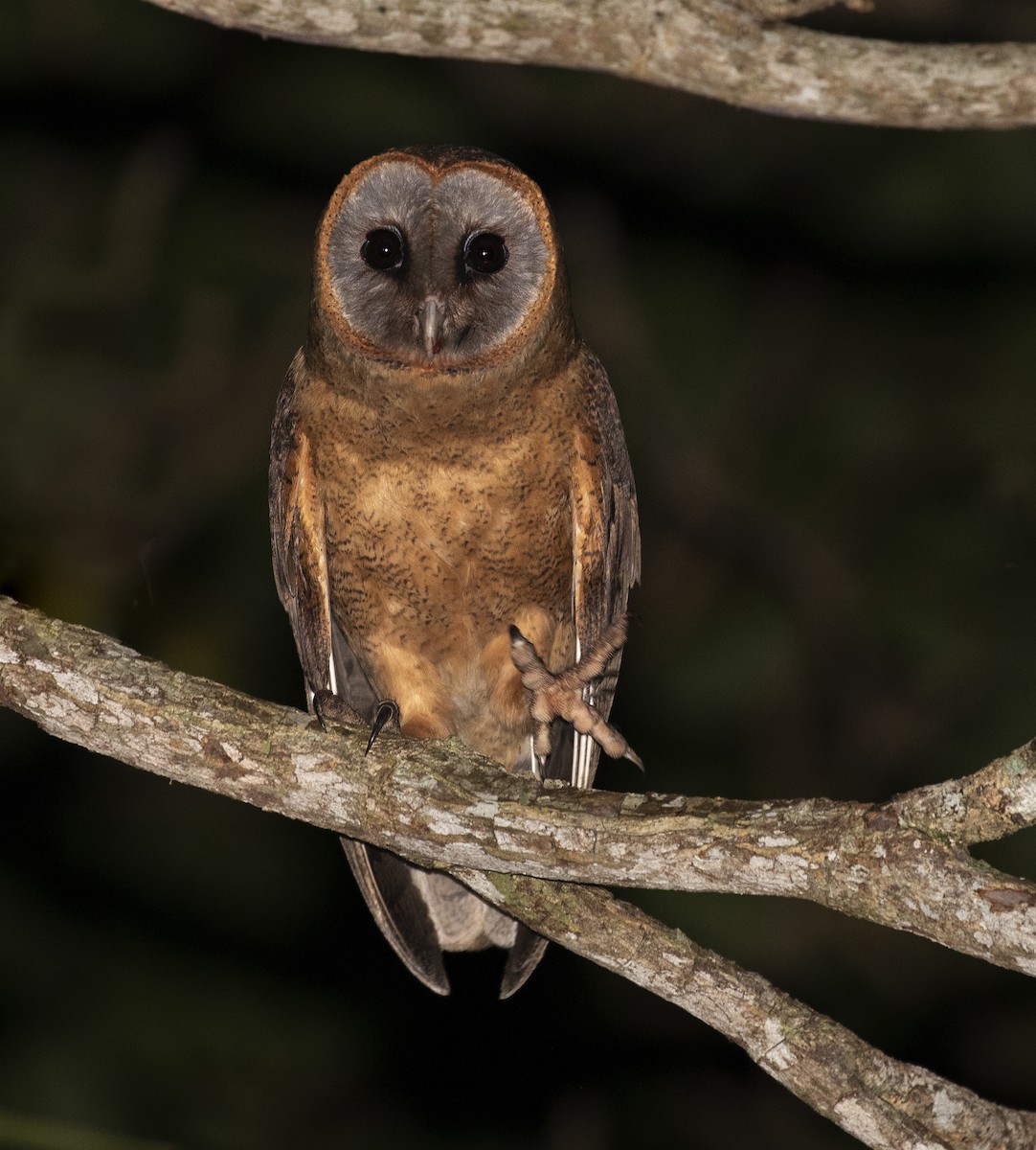 Ashy-faced Owl - ML384900741
