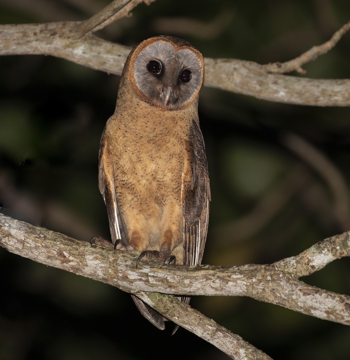 Ashy-faced Owl - ML384900751