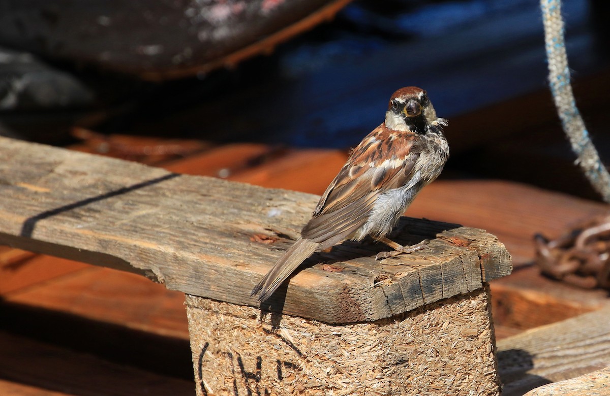 Italian Sparrow - ML38490171