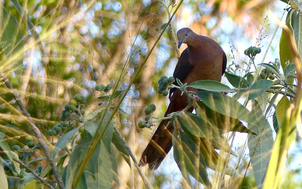 Brown Cuckoo-Dove - ML38490501