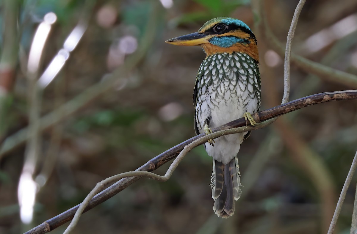 Spotted Kingfisher - ML384912241