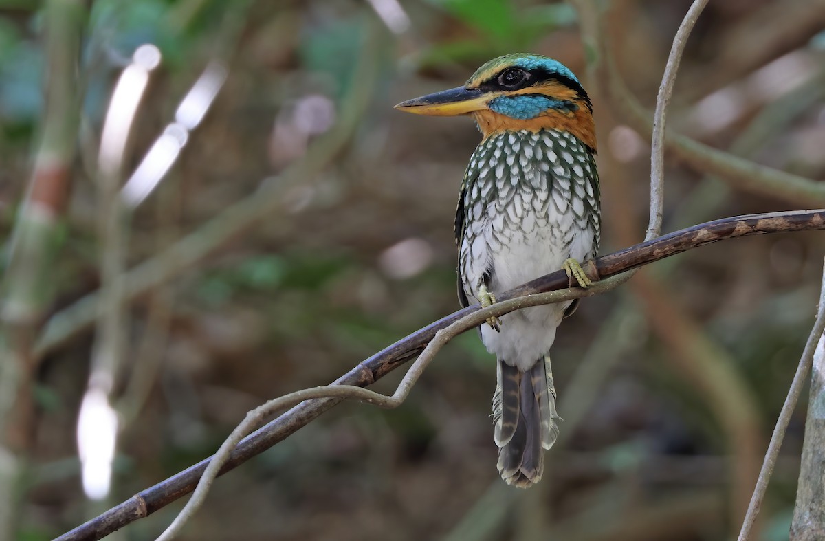 Spotted Kingfisher - ML384912251