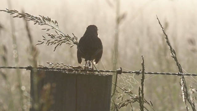 Singing Bushlark (Australasian) - ML384920351
