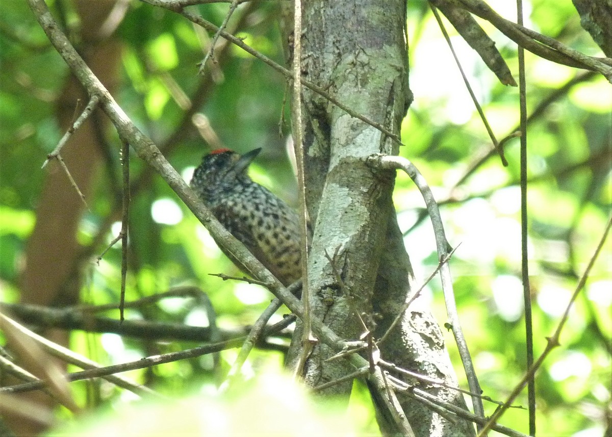 White-wedged Piculet - ML384928881