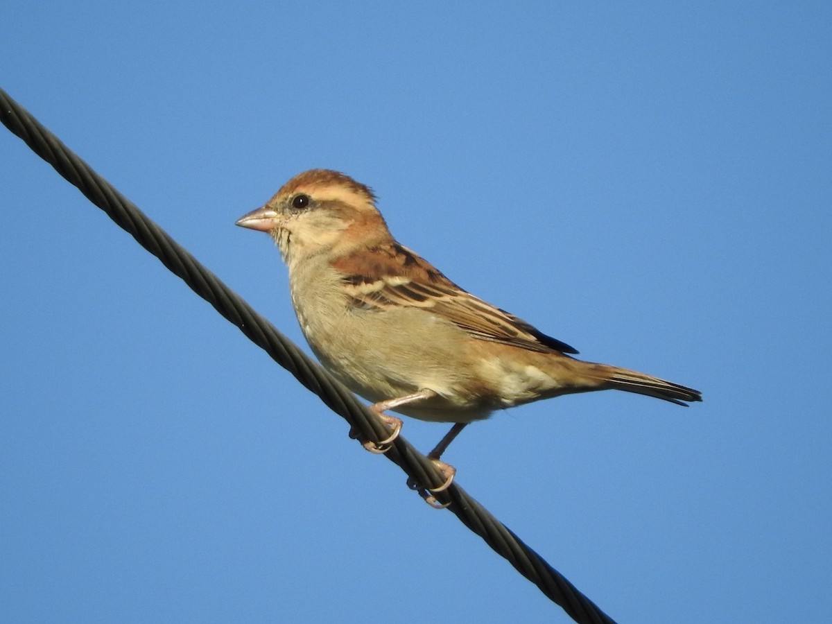 Russet Sparrow - Subbu Subramanya