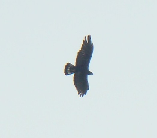 Zone-tailed Hawk - ML38493081