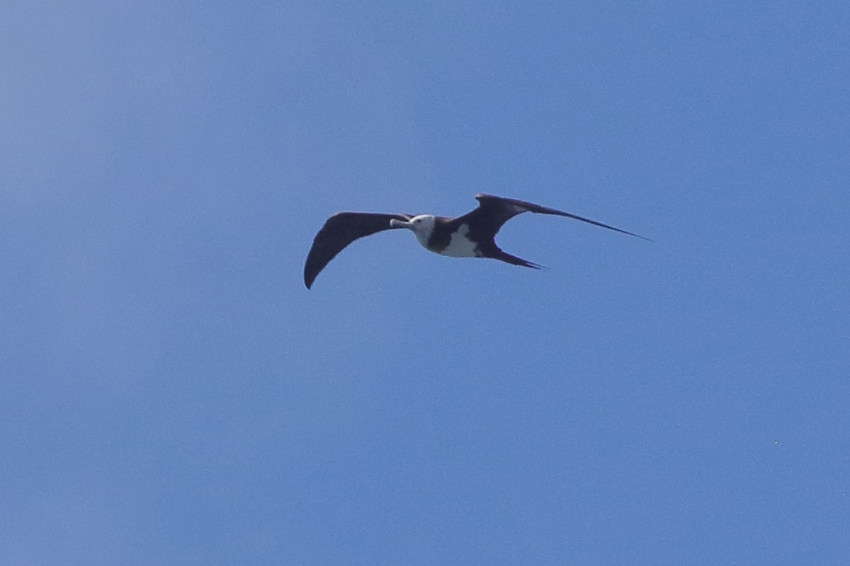 Ascension Frigatebird - ML384930841