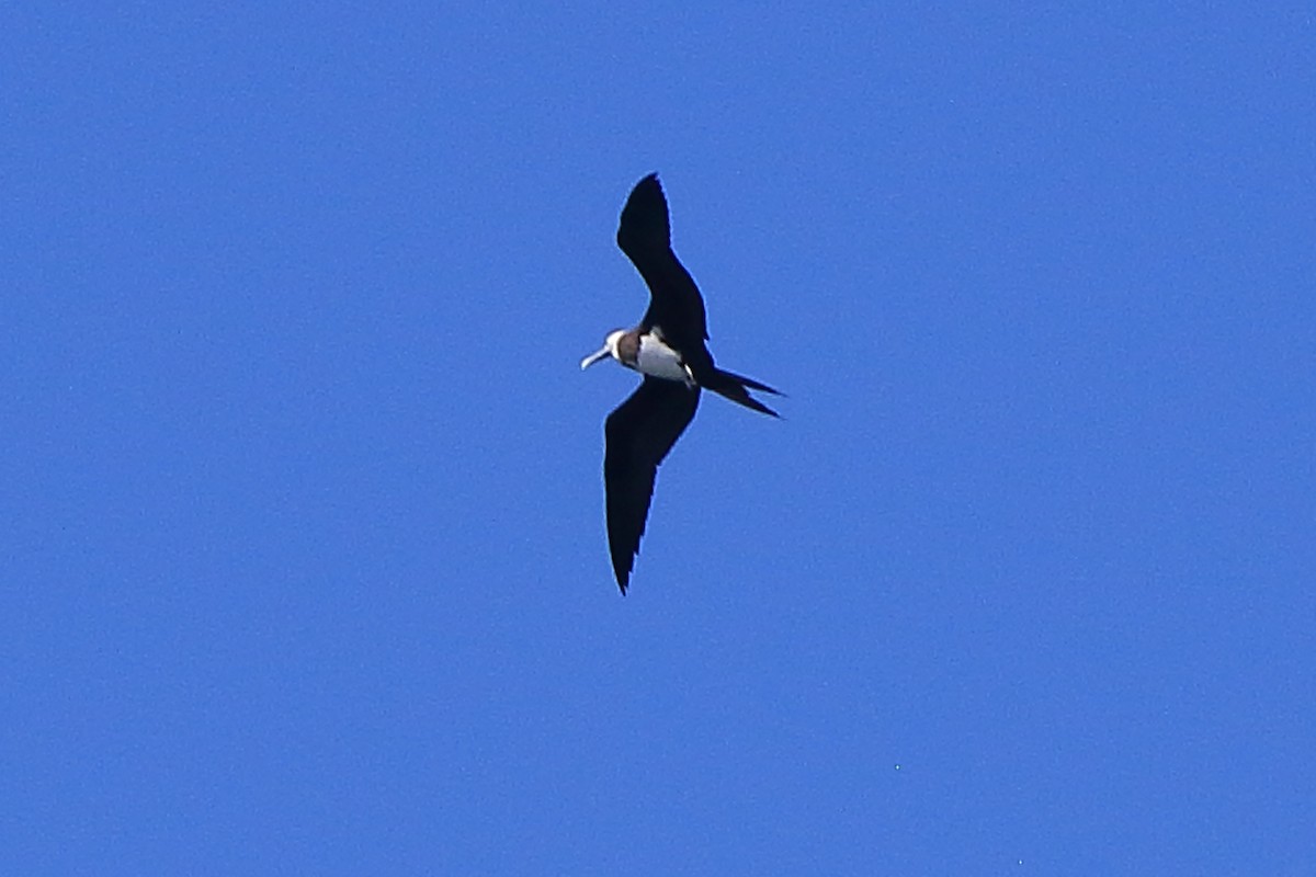 Ascension Frigatebird - ML384930851