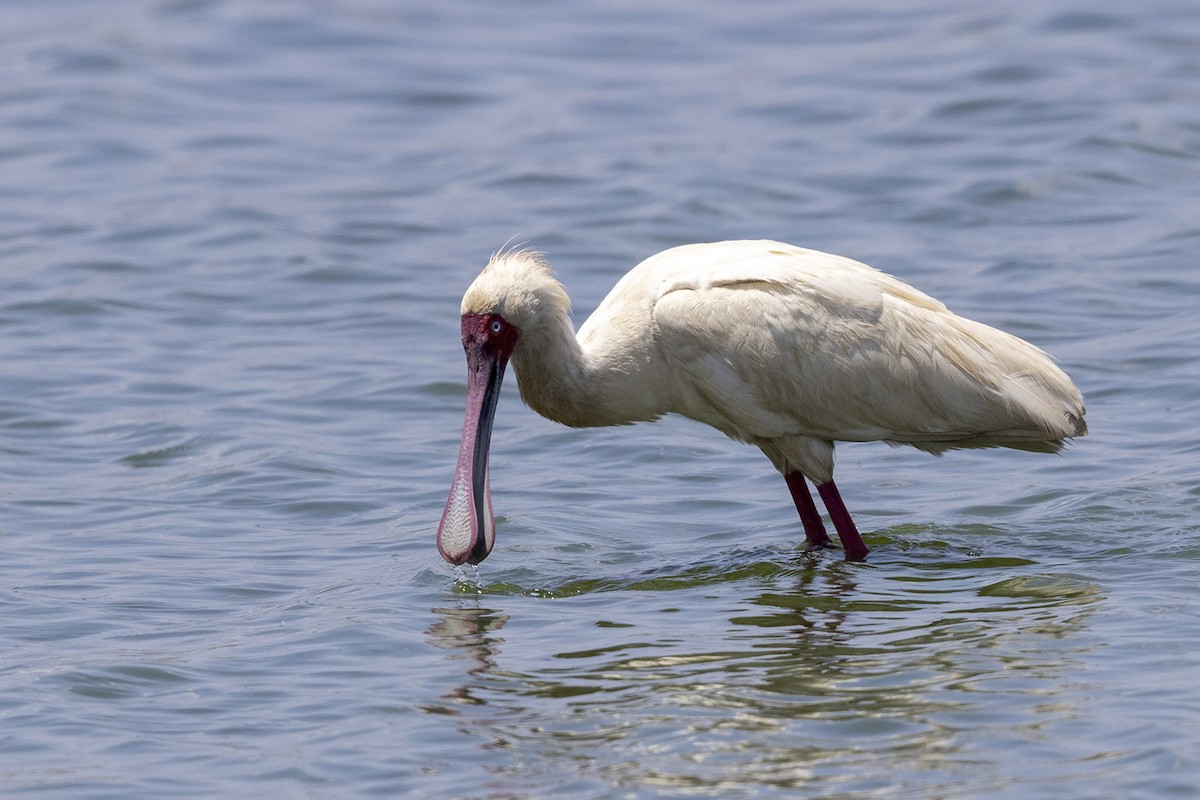 African Spoonbill - Niall D Perrins