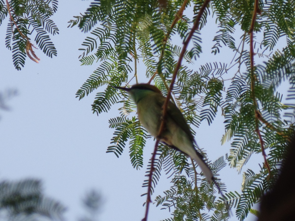 Asian Green Bee-eater - ML384933651
