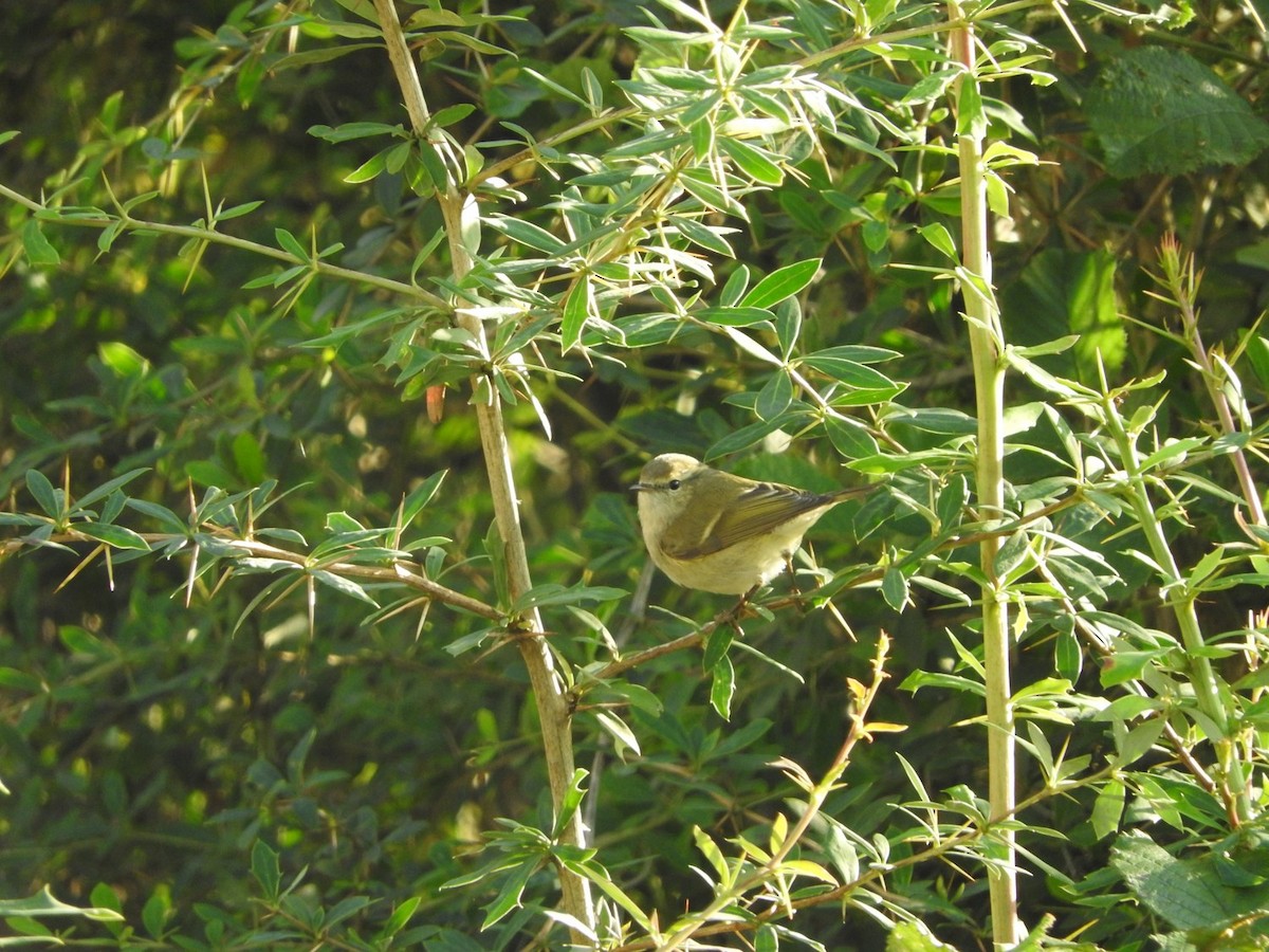 Hume's Warbler - ML38493571