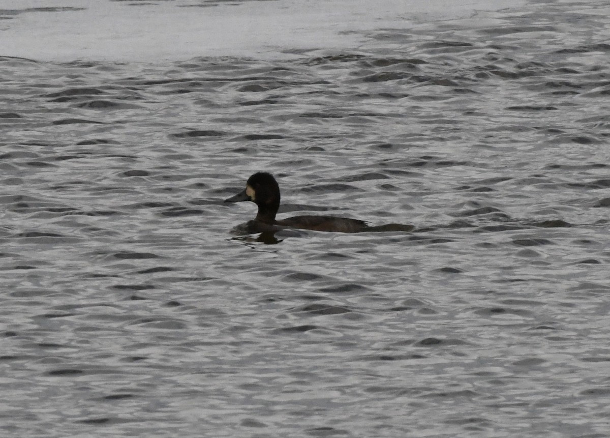 Greater/Lesser Scaup - ML384936071