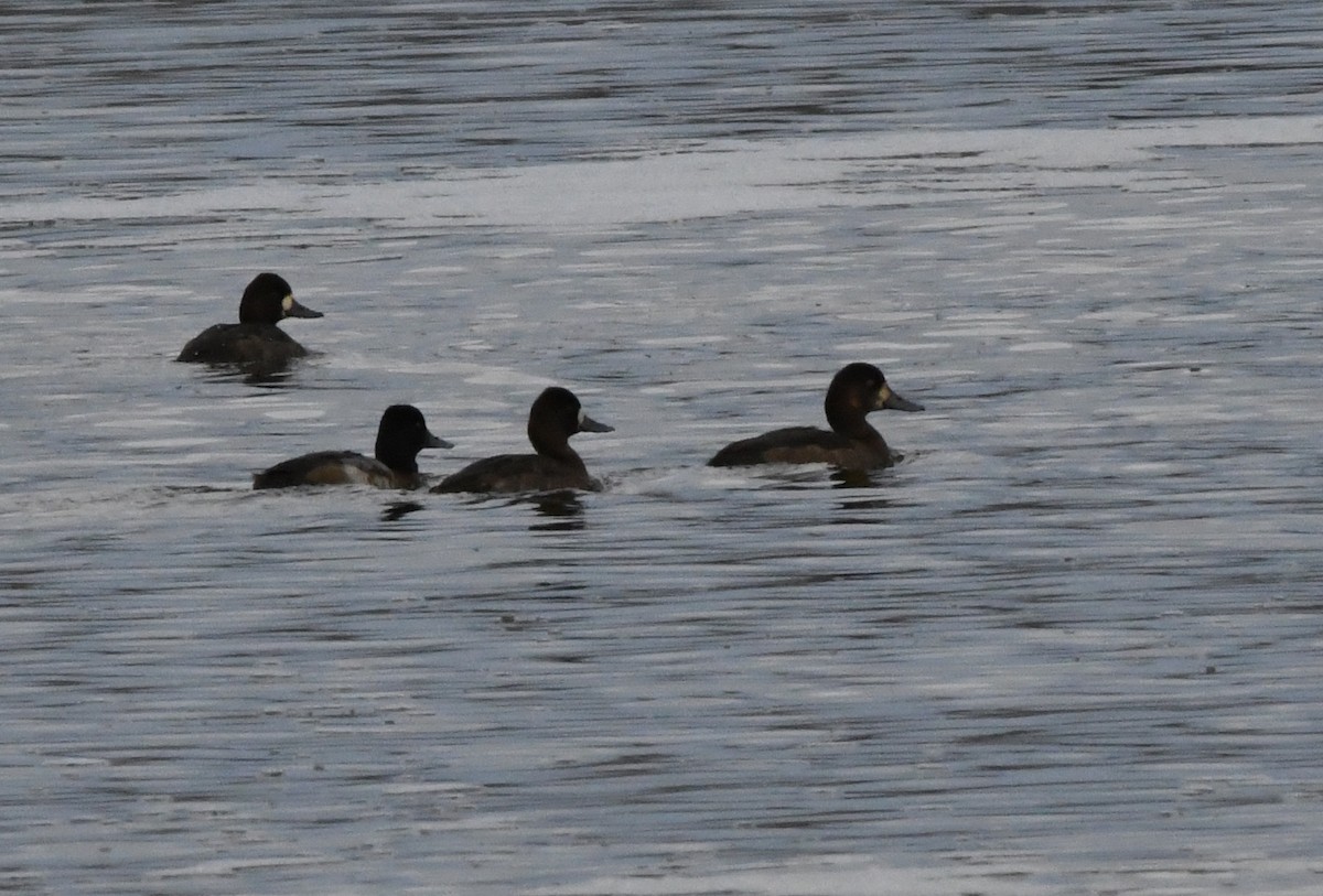 Greater/Lesser Scaup - ML384936081