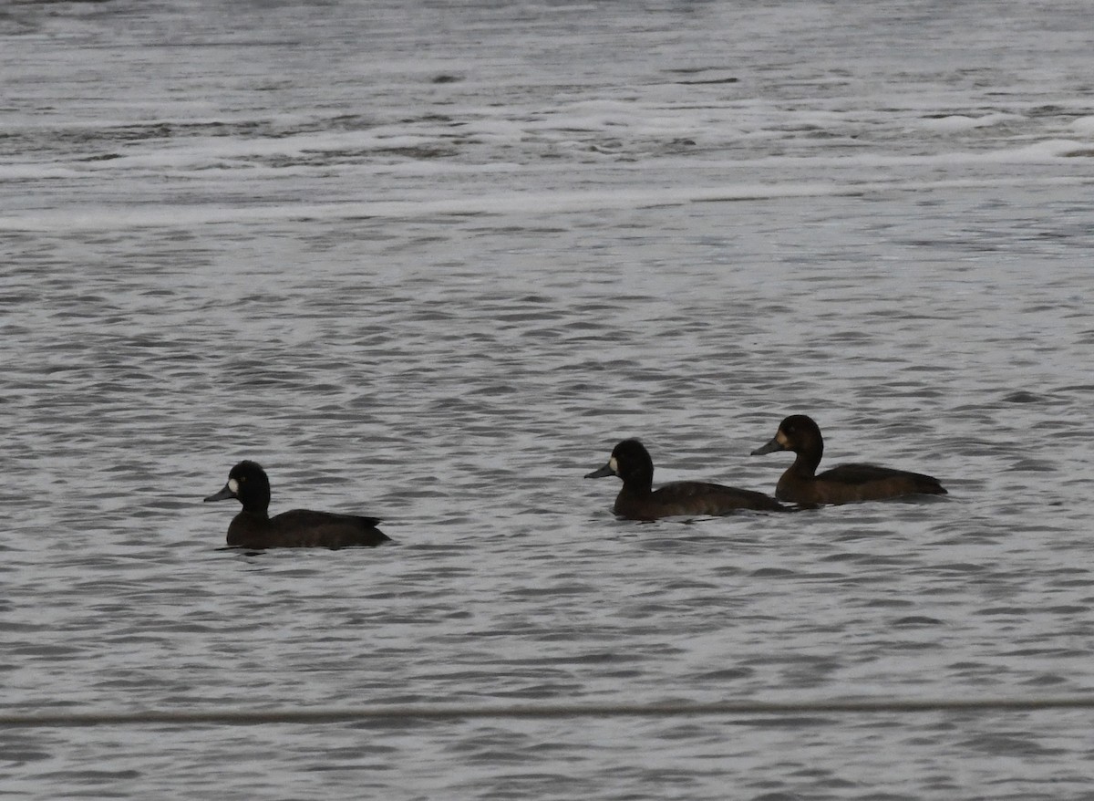 Greater/Lesser Scaup - ML384936091