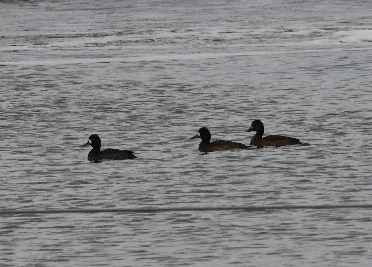 Greater/Lesser Scaup - ML384936101