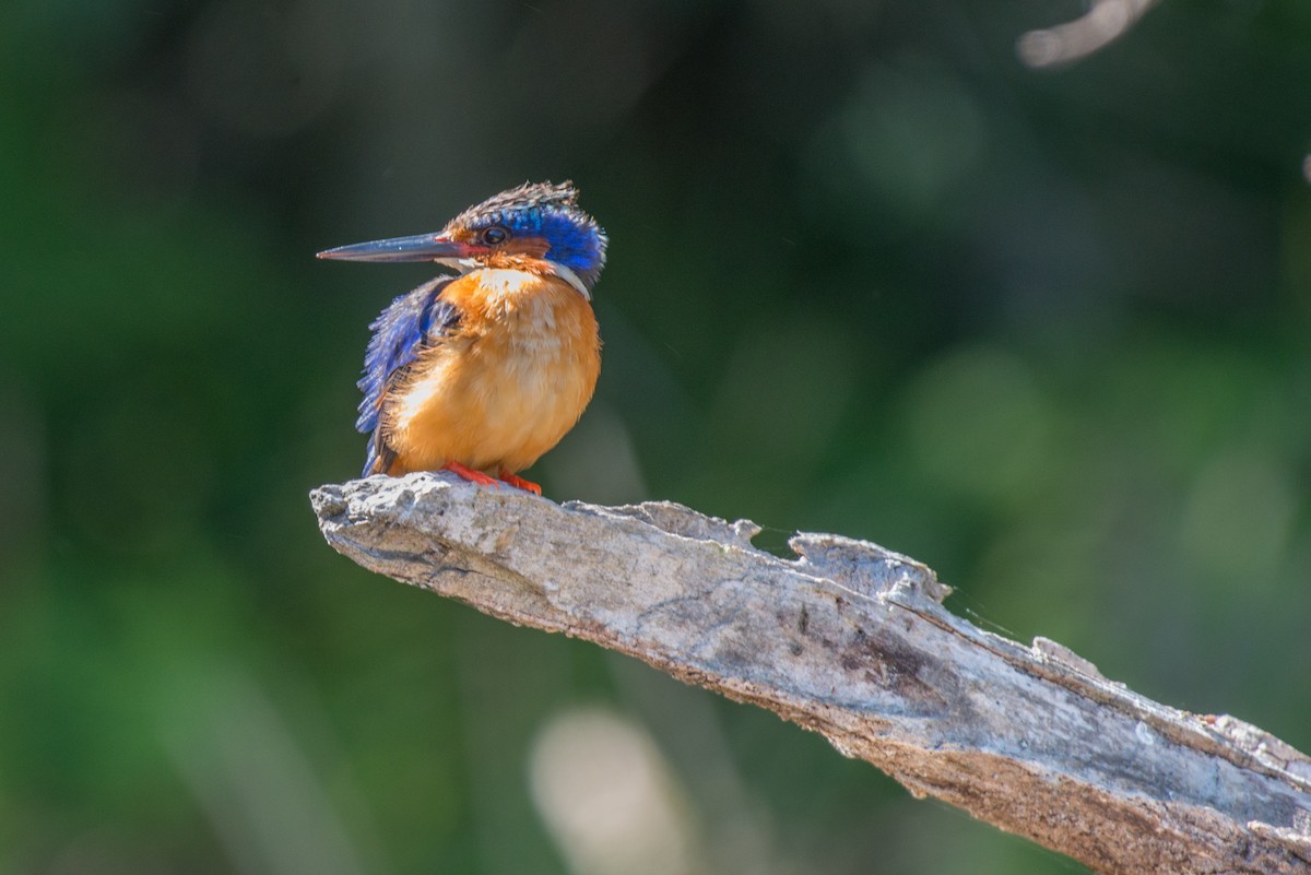 Malagasy Kingfisher - John C. Mittermeier