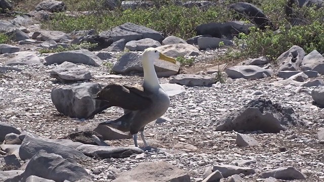 albatros galapážský - ML384948631