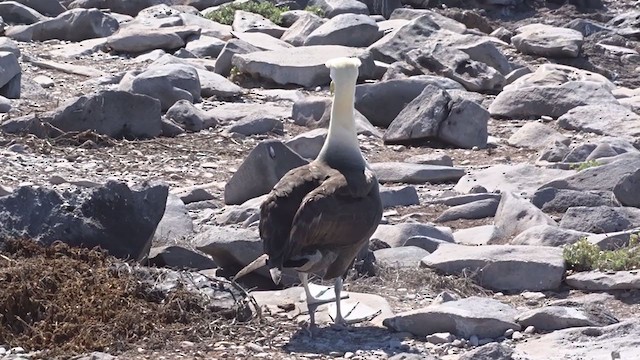 Галапагосский альбатрос - ML384949421