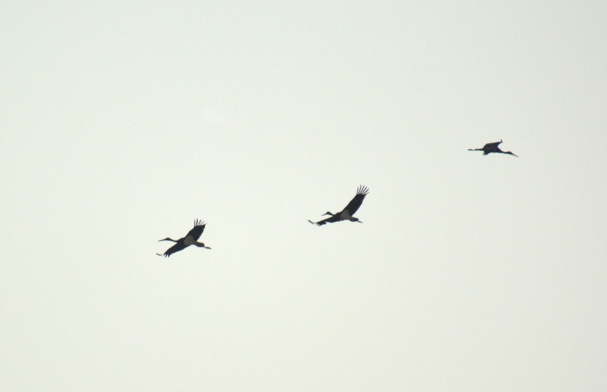 Black-necked Stork - ML384951911