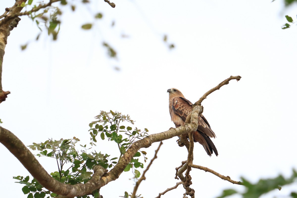 Black Kite - Shreyas Punacha