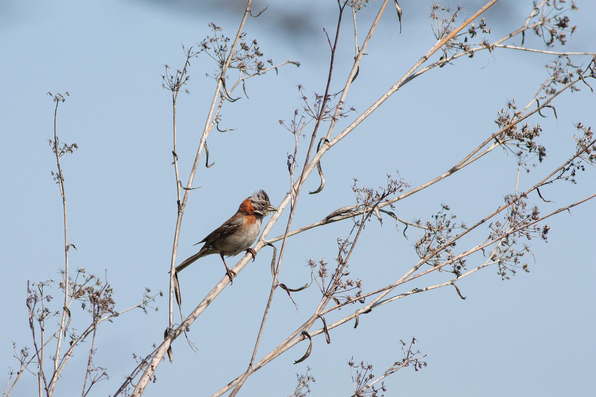 Rufous-collared Sparrow (Rufous-collared) - ML384954041