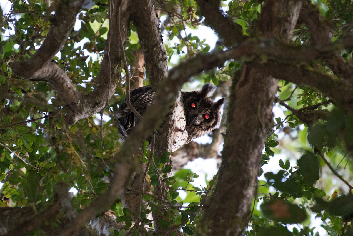 Madagascar Owl - John C. Mittermeier