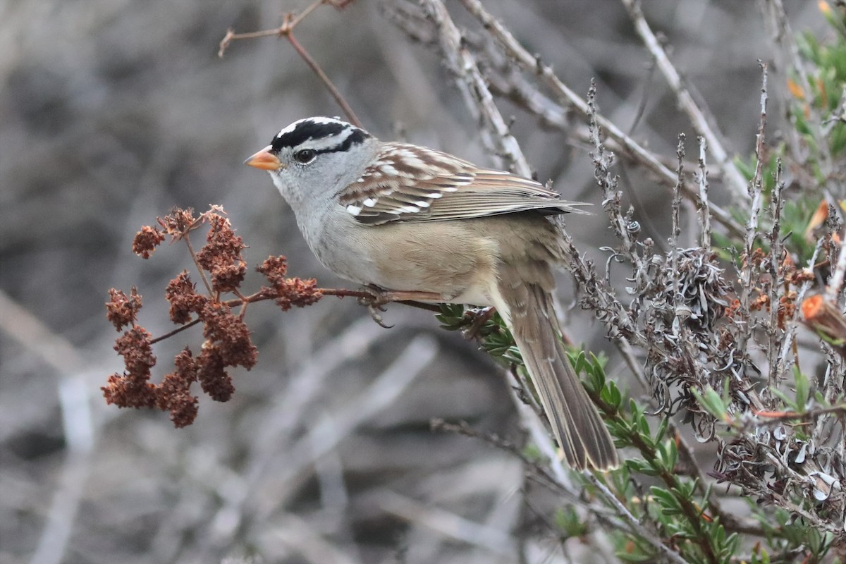 White-crowned Sparrow - ML384954861