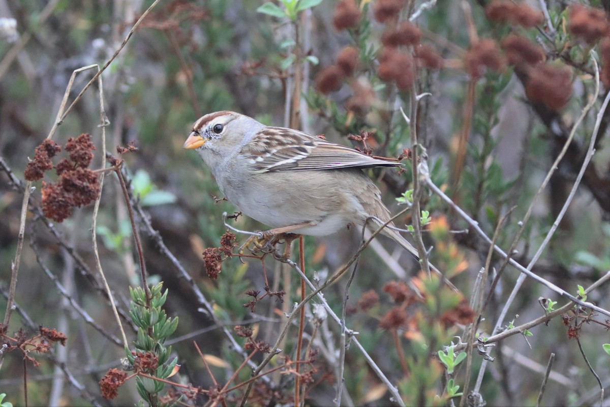 White-crowned Sparrow - ML384954871