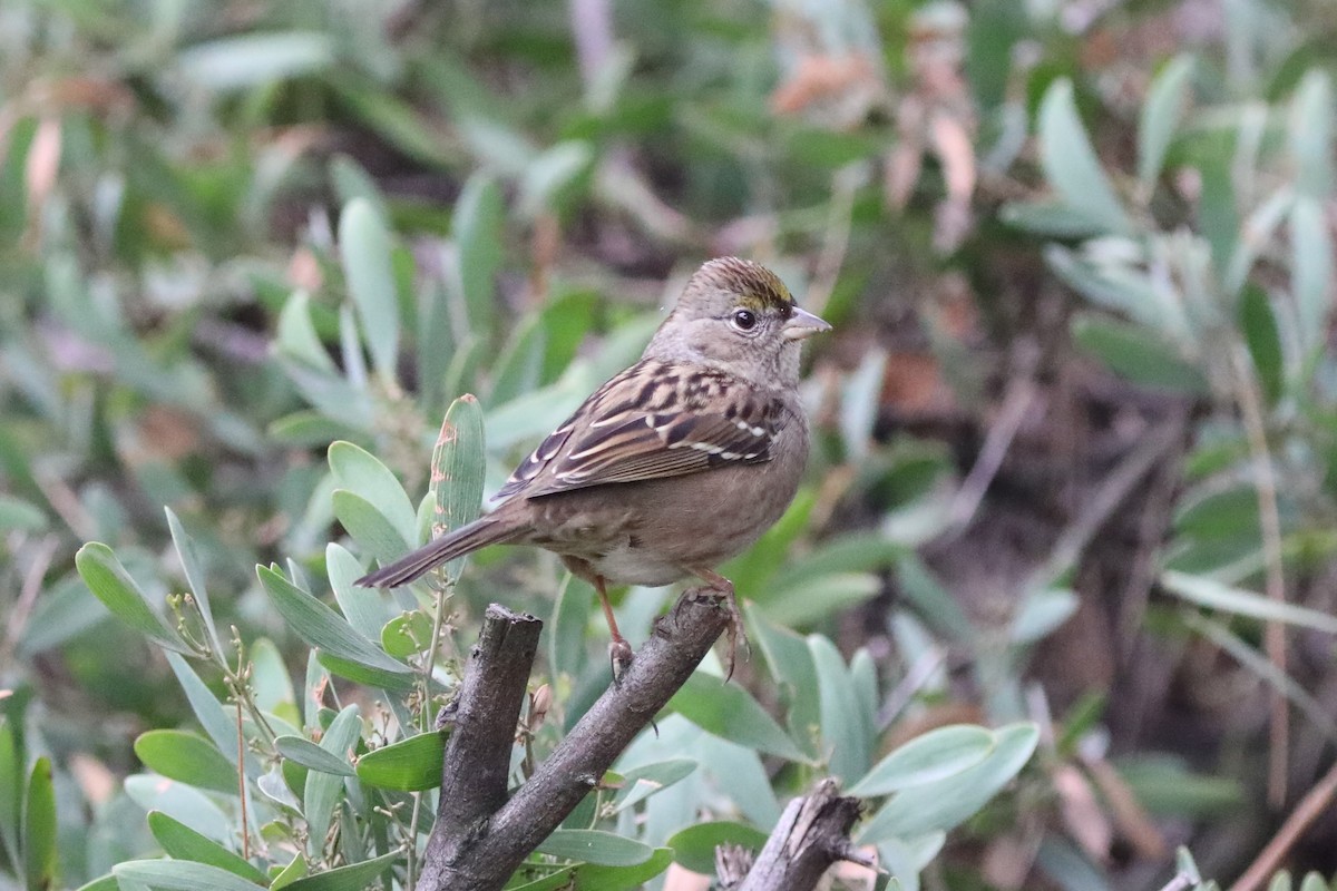 Golden-crowned Sparrow - Robert McNab