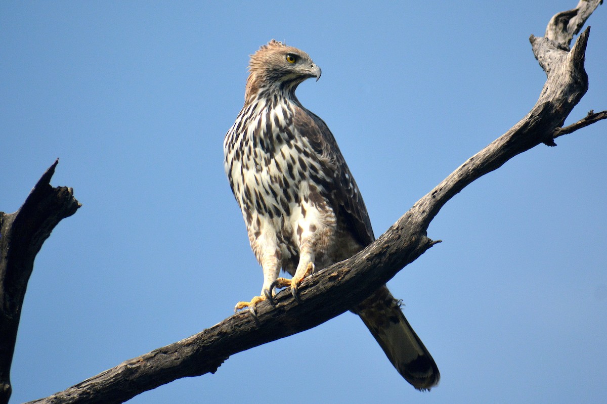 Changeable Hawk-Eagle - Sipu Kumar