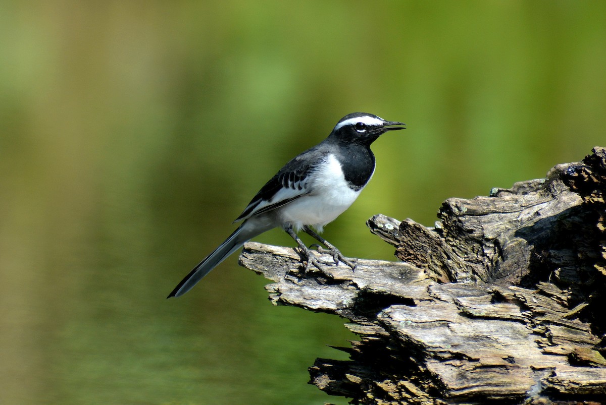 White-browed Wagtail - ML384955431