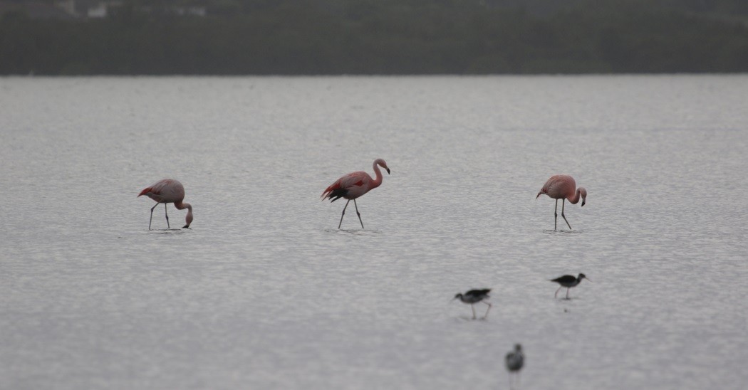 Şili Flamingosu - ML384960561