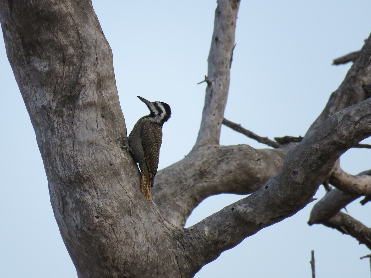 Bearded Woodpecker - ML38496131
