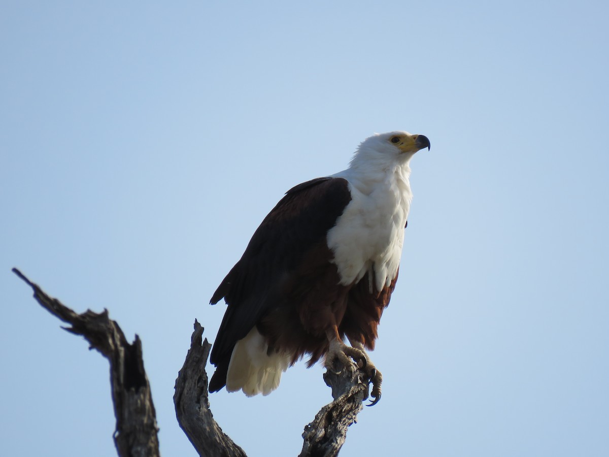 African Fish-Eagle - ML38496161
