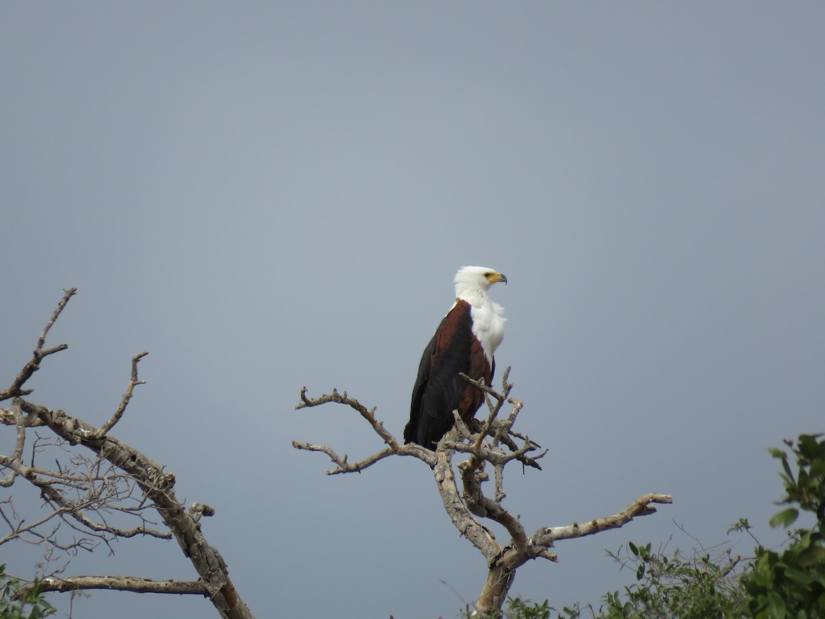 African Fish-Eagle - ML38496531