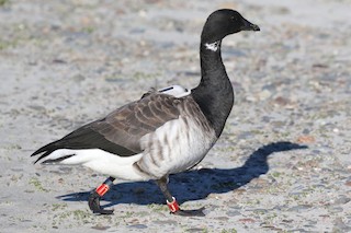 Brant, ML384968071