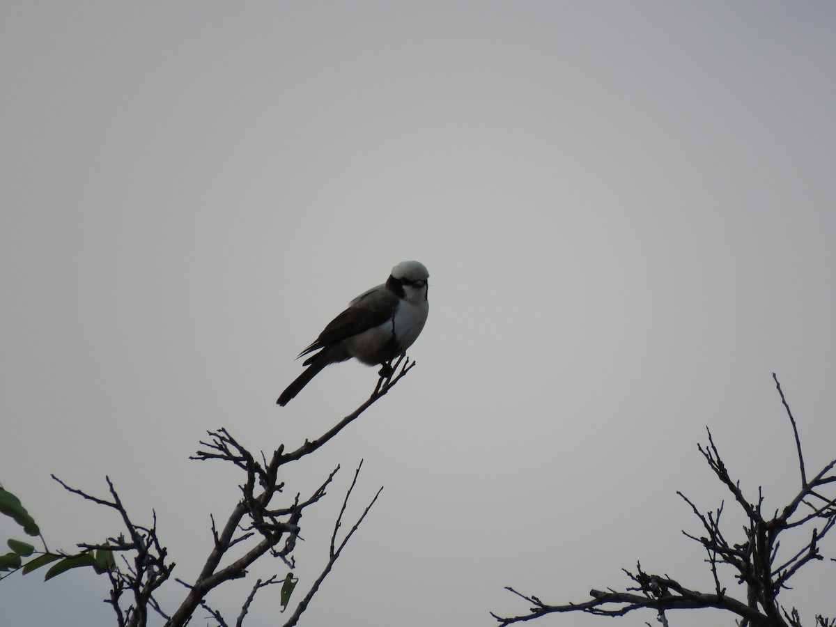 White-crowned Shrike - ML38496841