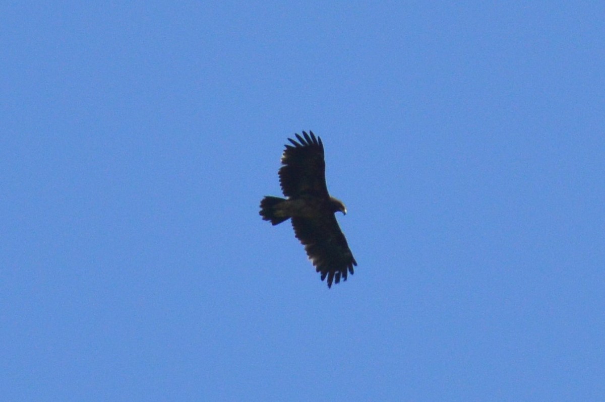 Greater Spotted Eagle - ML384968431