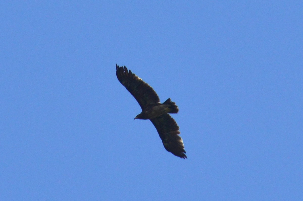 Greater Spotted Eagle - ML384968591