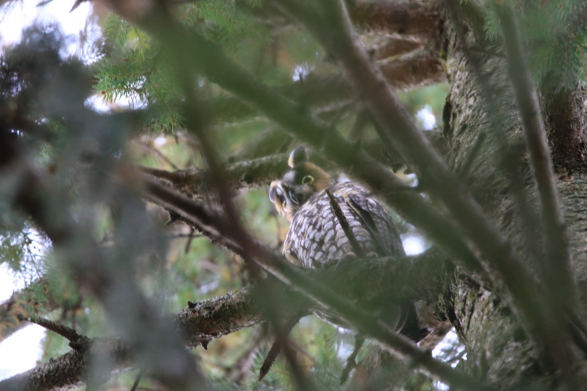 Long-eared Owl - ML384969881